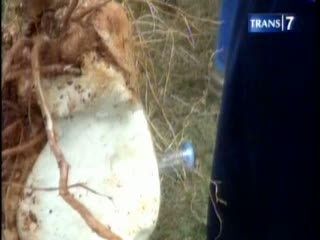 Sekeluarga Keracunan Umbi Gadung, 2 Orang Tewas