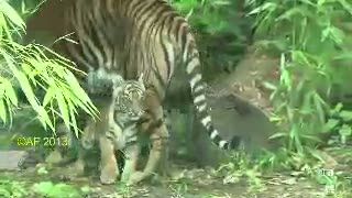 Berani, Si Anak Harimau Sumatera di Kebun Binatang Frankfurt