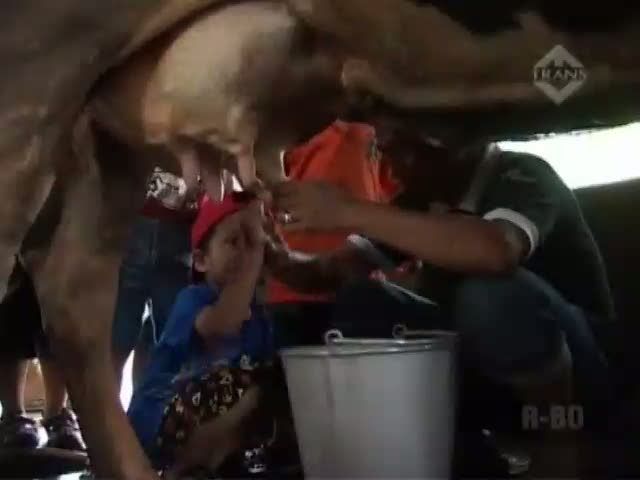 Wisata Perah Susu di Cibubur