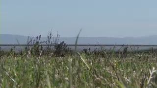 Ratusan Kambing Masuk Bandara San Fransisco