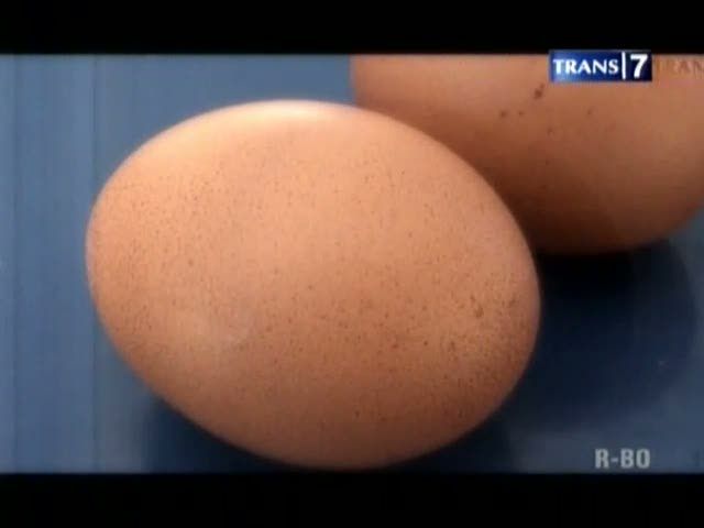 Senter Detektor Telur Busuk