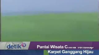 Pantai Wisata China Tertutup Karpet Ganggang Hijau