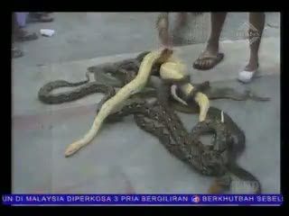 Ajang Pamer Reptil, Mulai dari Phyton Hingga Biawak