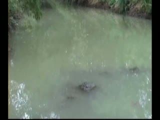 Mandikan Sapi, Kakek dan Cucu Tewas Tenggelam