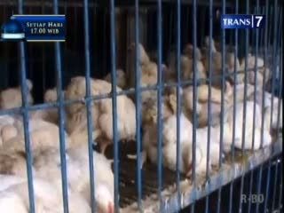 Daging Langka, Ayam Tembus Rp 50 Ribu Daging Langka, Ayam Tembus Rp 50 Ribu