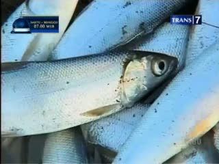 Daging Langka, Masih Ada Penggantinya Daging Langka, Masih Ada Penggantinya