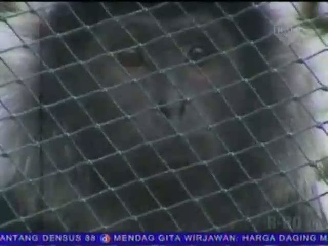 6 Lutung Jawa dari Inggris Dikembalikan 