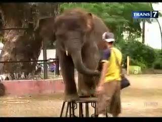 Ngabuburit Sambil Tonton Aksi Seru Gajah