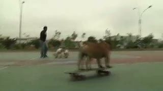 Begini Kalau Anjing Asyik Main Skateboard