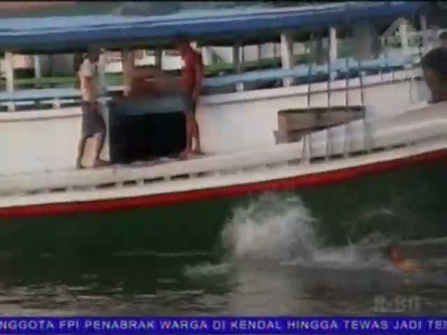 Berebut Sapi di Tengah Laut