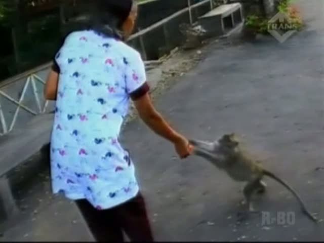 Ngabuburit Bersama Monyet di Situs Taman Kera