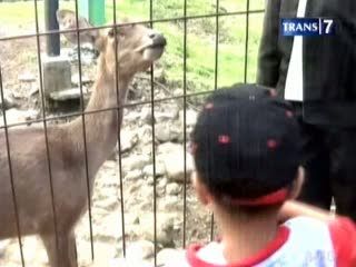 Berburu Takjil di Kandang Rusa