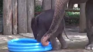 Bayi Gajah Jadi Bintang Baru di Kebun Binatang