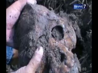 Penemuan 5 Kerangka Orang Utan