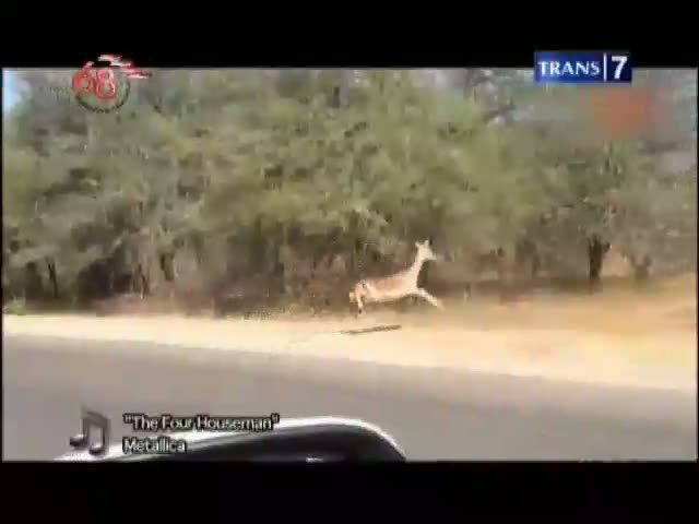 Cheetah Serang Impala di Taman Nasional 