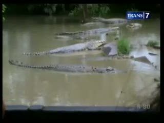 Serunya Berkunjung ke Penangkaran Buaya