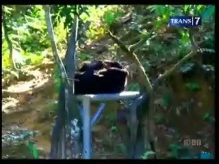 Beruang Madu, Maskot Kota Balikpapan