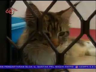 Beternak Kucing Mahal Mainecoon