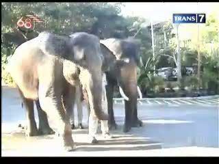 Gajah Ikut Upacara Kemerdekaan