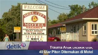 Trauma Anak Dicekik Ular, 40 Ular Piton Ditemukan di Motel 