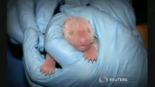 Panda Raksasa Melahirkan Terekam Kamera