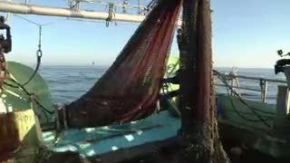 Laut Terkontaminasi, Nelayan Jepang Belum Bisa Bekerja