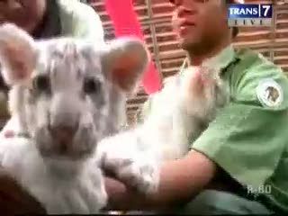 3 Bayi Harimau Putih Lahir