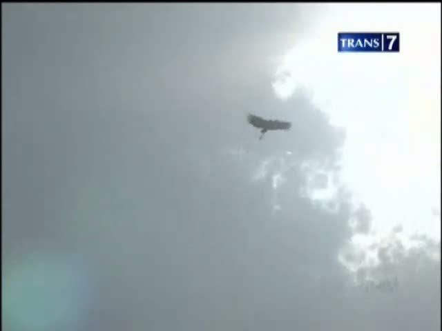 Bakau Raksasa di Hutan Baluran