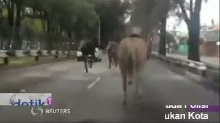 Kaget, Kawanan Kuda Polisi Meksiko Kacaukan Kota 