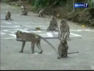 Kekeringan, Ratusan Kera Serang Pemukiman