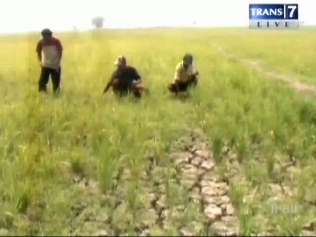 Kekeringan, Petani Gagal Panen