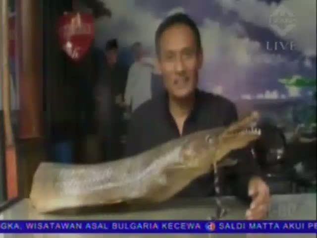Ikan Aligator Resahkan Nelayan Waduk Jatiluhur