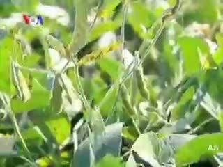 Kekeringan Ganggu Panen Kedelai di AS 