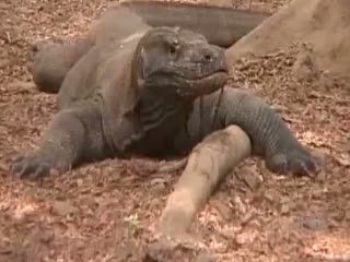Pulau Komodo Jadi 7 Keajaiban Dunia