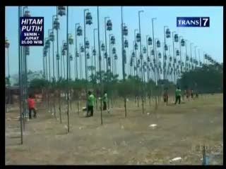 Lomba Kicauan Burung Perkutut