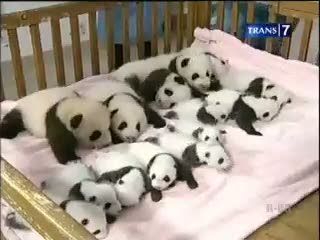 Bayi Panda Hasil Inseminasi Buatan