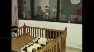 14 Bayi Panda Telah Lahir ke Dunia