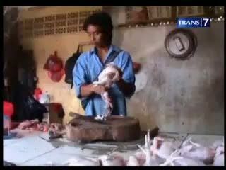 Merugi, Pedagang Nakal Jual Ayam Biru