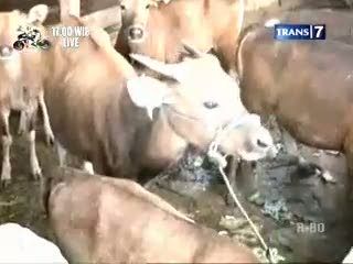 Sapi Qurban Makan Sampah