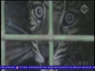 Macan Tutul Masuk Perangkap Babi Hutan Dievakuasi