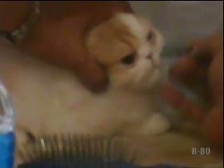 Kontes Kucing ala Miss World
