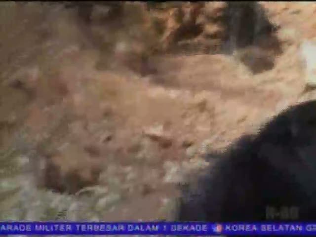 Ayam Cemani Betina Bertanduk