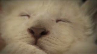 Bayi Singa Putih Kelahiran Korsel Tampil Menggemaskan