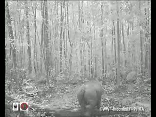 Badak Sumatera Langka Terekam Kamera di Kalimantan