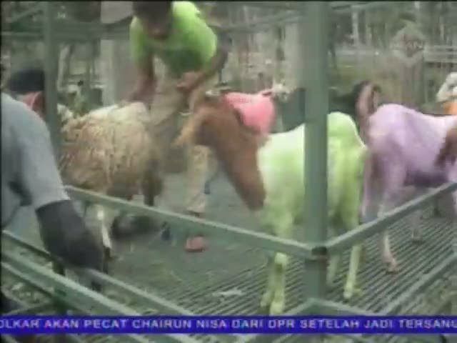 Pikat Pembeli, Hewan Kurban Diberi Warna