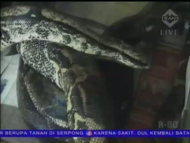 Beternak Ular Boa Raup Puluhan Juta
