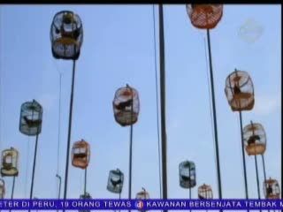 Ratusan Peserta Meriahkan Kontes Ayam Bekisar Skala Nasional