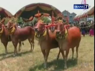 Kontes Sapi Madura Perebutkan Gelar Sapi Terseksi