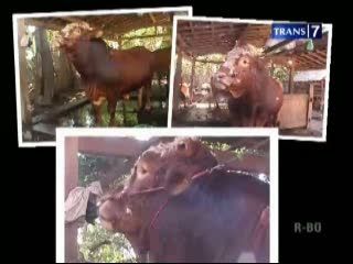 Sapi Raksasa Situbondo untuk Kurban