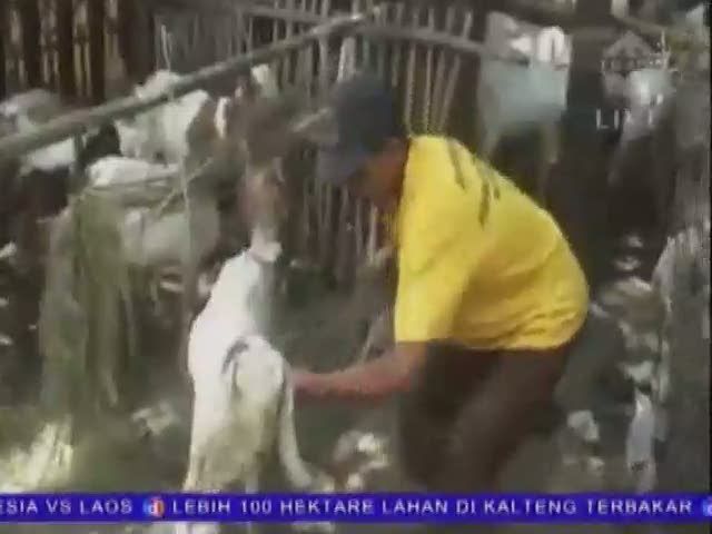 Ratusan Kambing Kurban Diangkut Satpol PP